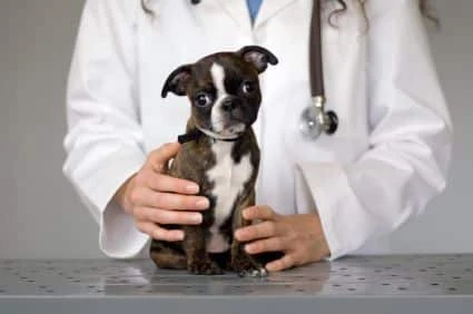 Chihuahua Pug Mix, Pug Puppy Photo, Health Problems