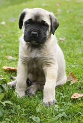 zorba the mastiff