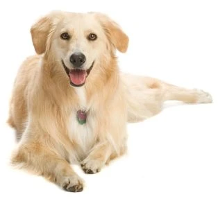 Facts about Golden Retrievers