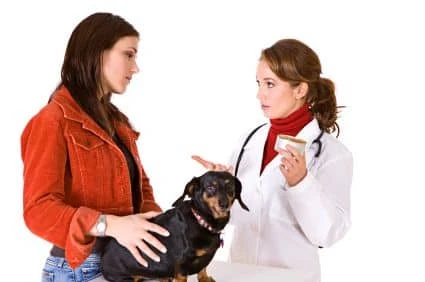 cure diarrhea in dogs