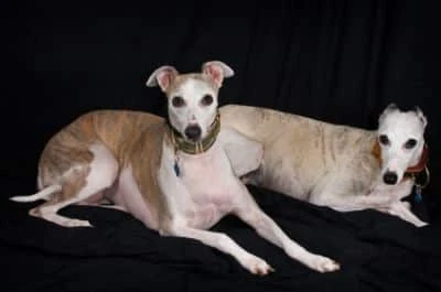 greyhound dog pictures