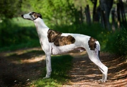 greyhound dog pictures
