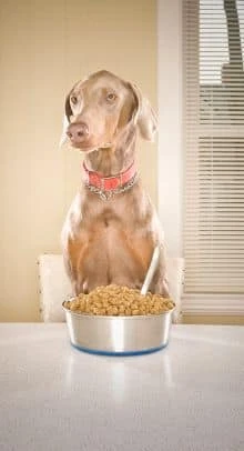 home made dog food recipe