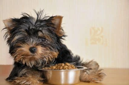 Homemade Dog Food, How to Make Dog Food, Recipes for Homemade Dog Foods