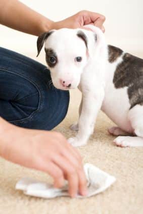 House Training a Puppy, House Training Puppies, Housebreaking a Dog