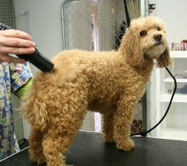 poodle grooming instructions