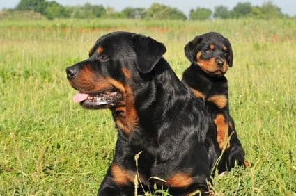 rottweiler facts