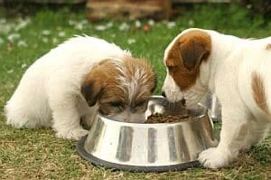 The Best Dry Dog Food: A Complete Guide