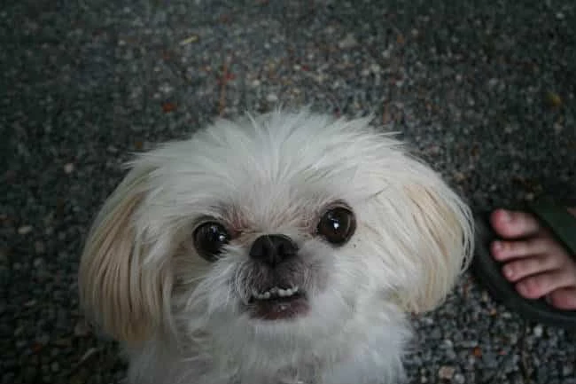 Dog Displaying Anxiety – Dog afraid to enter room where her food and water is kept