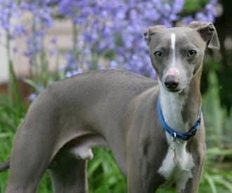 greyhound dog pictures