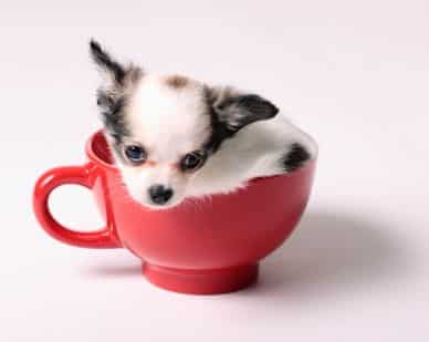 miniature teacup chihuahua