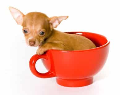 miniature teacup chihuahua