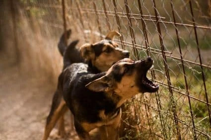 stopping neighbors dog barking