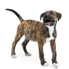 Types of Pit Bulls – An informative guide to this wonderful breed