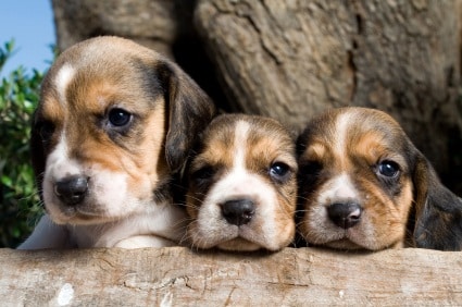 miniature beagles
