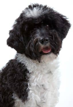 A List of Hypoallergenic Dogs