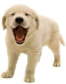 Puppy Behavior, Free Puppy Training Tips, Puppy Training Biting
