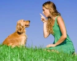 dog training tips