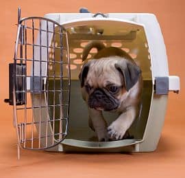 Crate Training a Dog, Crate Training a Puppy, Crate Training Puppies
