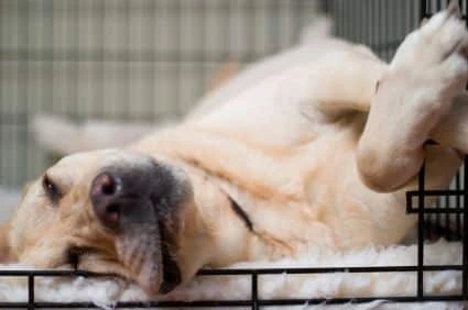 Crate Training an Older Dog, House Training an Older Dog