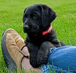 Puppy Obedience Training, How to Train a Puppy, Free Puppy Training Tips