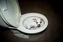 potty training puppies