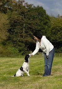 Dog Barking Control, How to Stop Dog Barking, Dog Barking Training