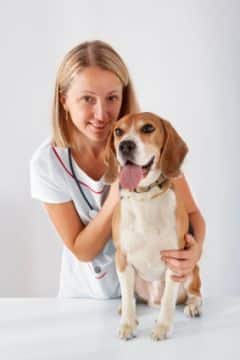 A female vet caring for a dog