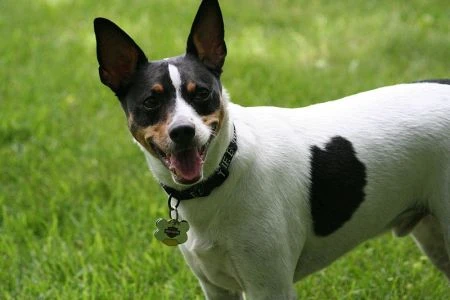 rat terrier breed