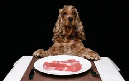 Raw Food Diet for Dogs, Raw Feeding Dogs