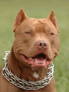 A picture of a Red Nose Pit Bull
