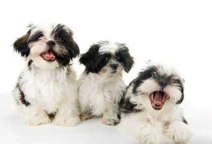 Teacup Shih tzu Puppies