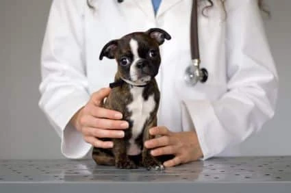 cushings disease in dogs