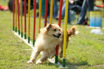 dog agility equipment plans