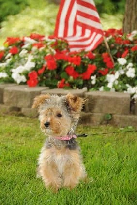 yorkie poodle