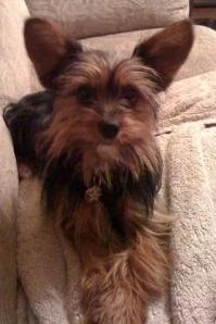 Yorkie Chihuahua Mix, Pics, Grooming A Chorkie Dog