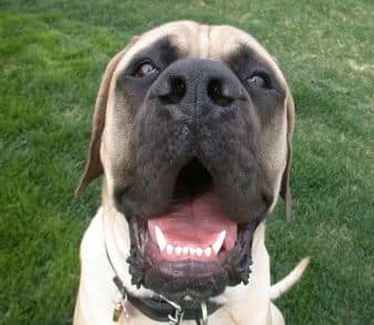 zorba the mastiff