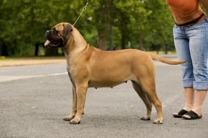 Bullmastiff Dog Pictures, Free Mastiff Puppies Info, Brindle