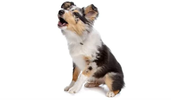 Canine Anti Anxiety Medication, Veterinary Pain Medicine, Medications