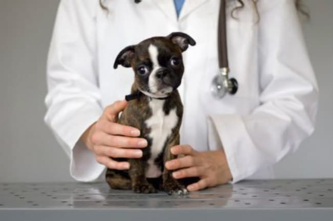 Bladder Cancer In Dogs