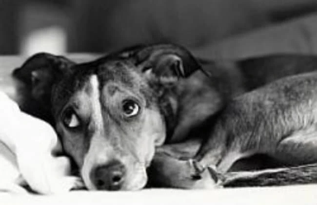 4 Tips for Dealing with the Loss of Your Dog