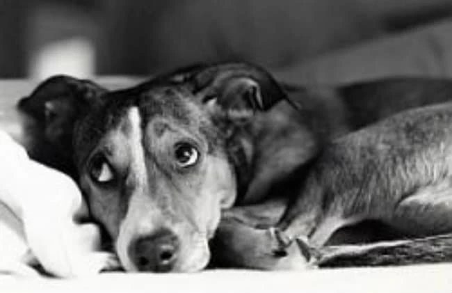 Dog Owners Guide To Kidney Stones In Dogs