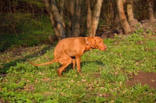 The Dog Owners Guide To Constipation in Dogs