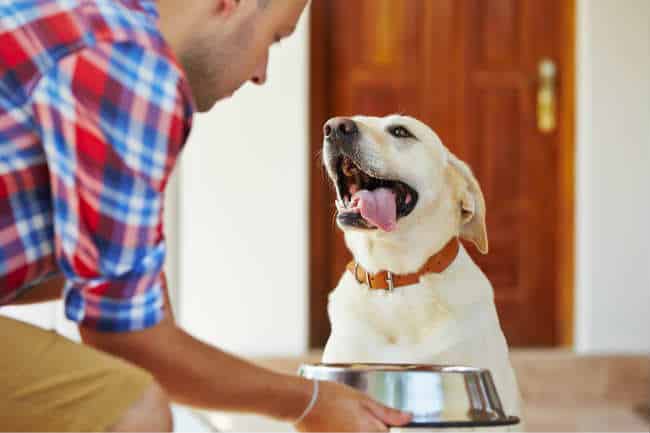 The Dog Owners Guide To Canine Diabetes