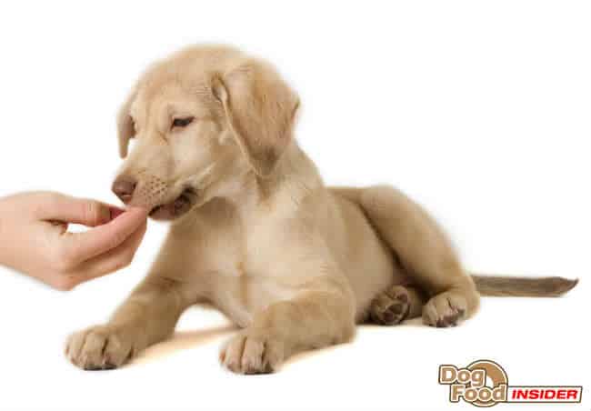 dog mastitis home treatment