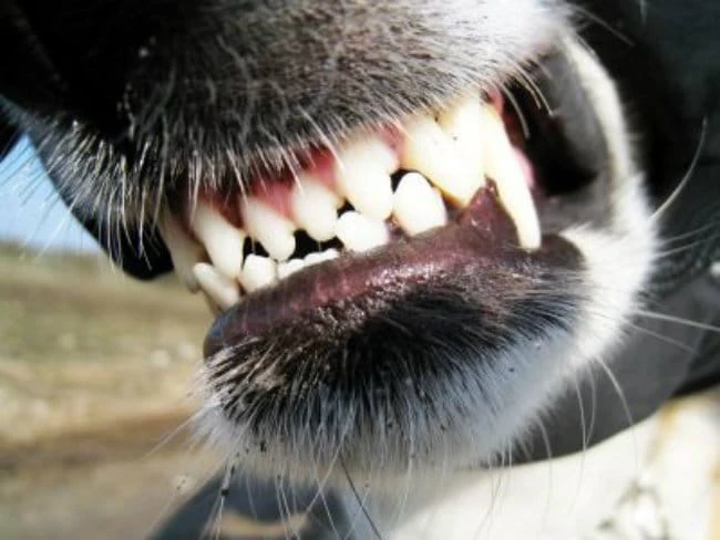 The Dog Owners Guide To Dog Teeth