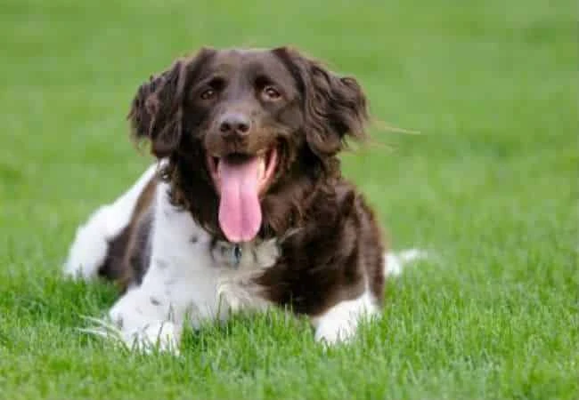 Dog Owners Guide To Excessive Panting In Dogs