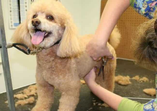 The Dog Owners Guide To Grooming Your Dog Or Puppy