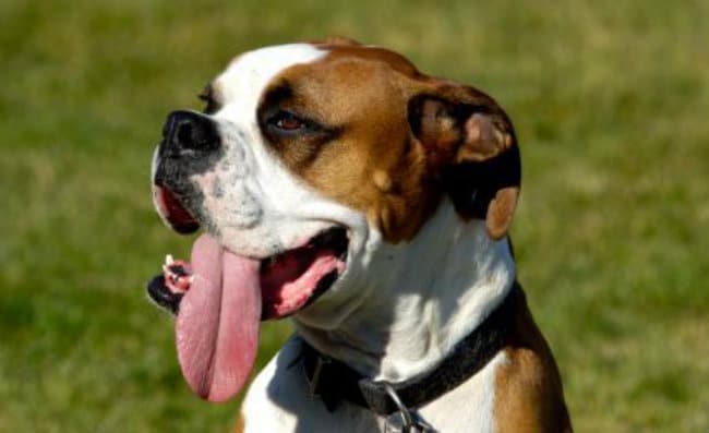 The Dog Owners Guide To Heat Stroke In Dogs