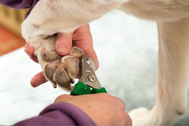 dog swollen nail bed